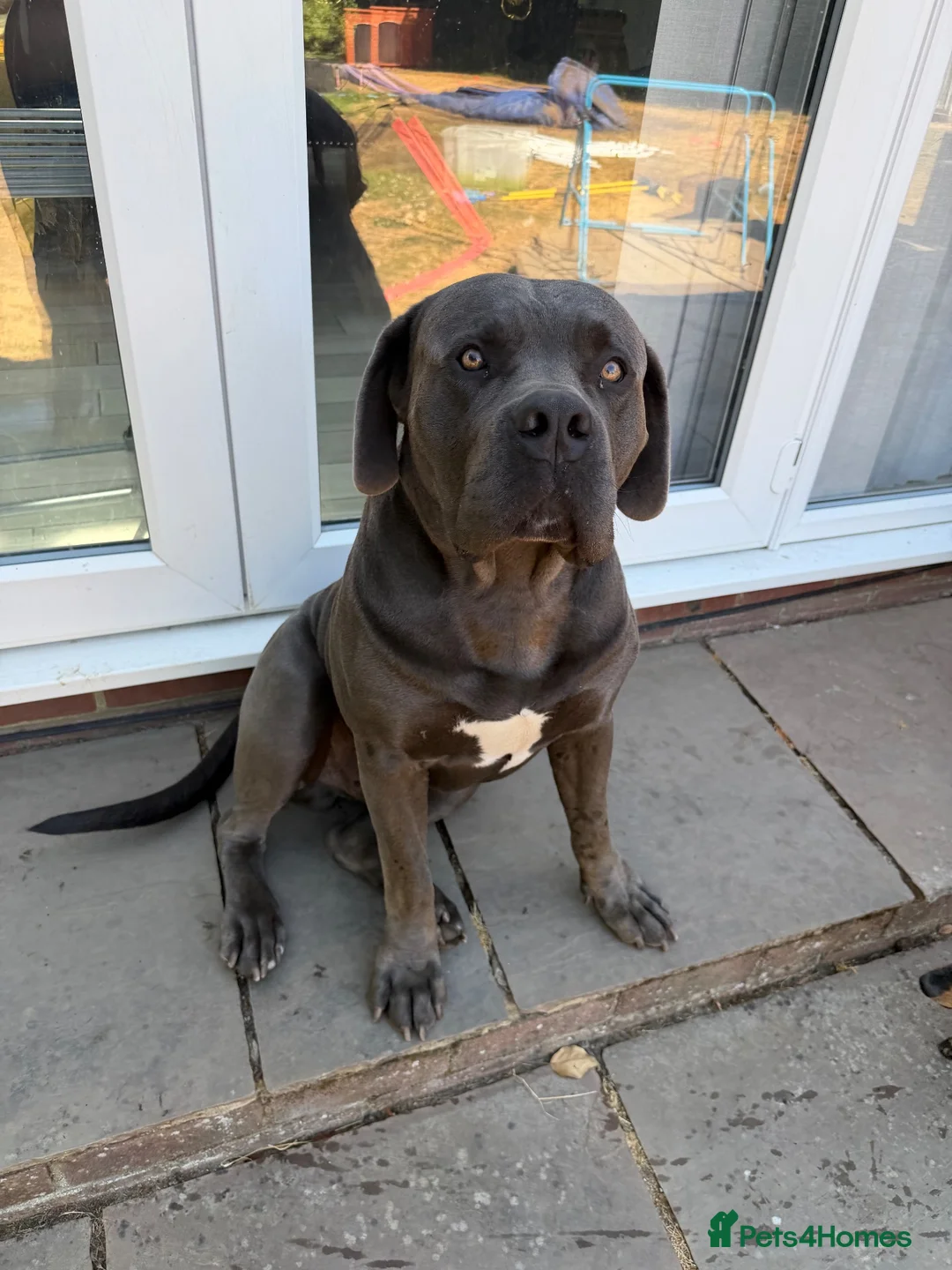 Boerboel dogs for sale: 2 year old Boer boel bull mastiff  in Gravesend - Advert 1