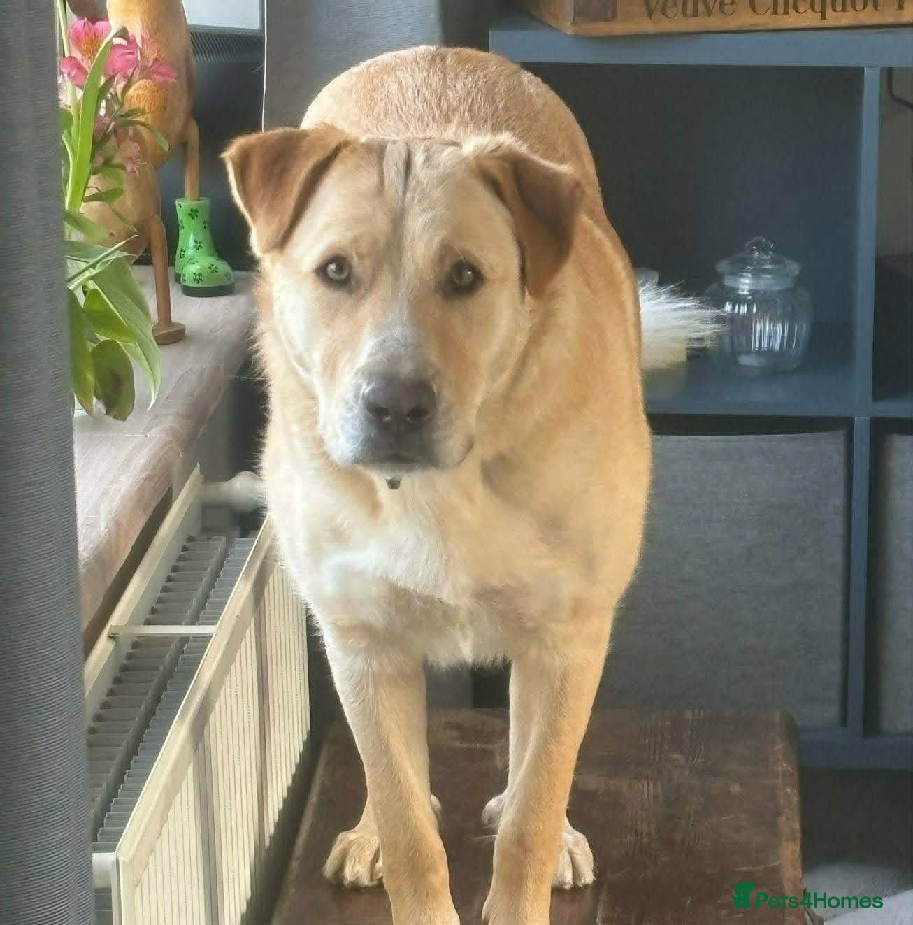 Mixed Breed dogs for adoption:  Finn – 3-Year-Old, Gentle Giant, Boy in Newport Pagnell - Advert 3
