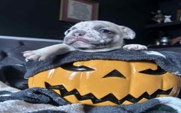 French Bulldog dogs for sale: French Bull Dog Puppies Bitches - Image 3