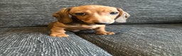 Miniature Dachshund dogs for sale: Miniature dachshunds girls  - Advert 1