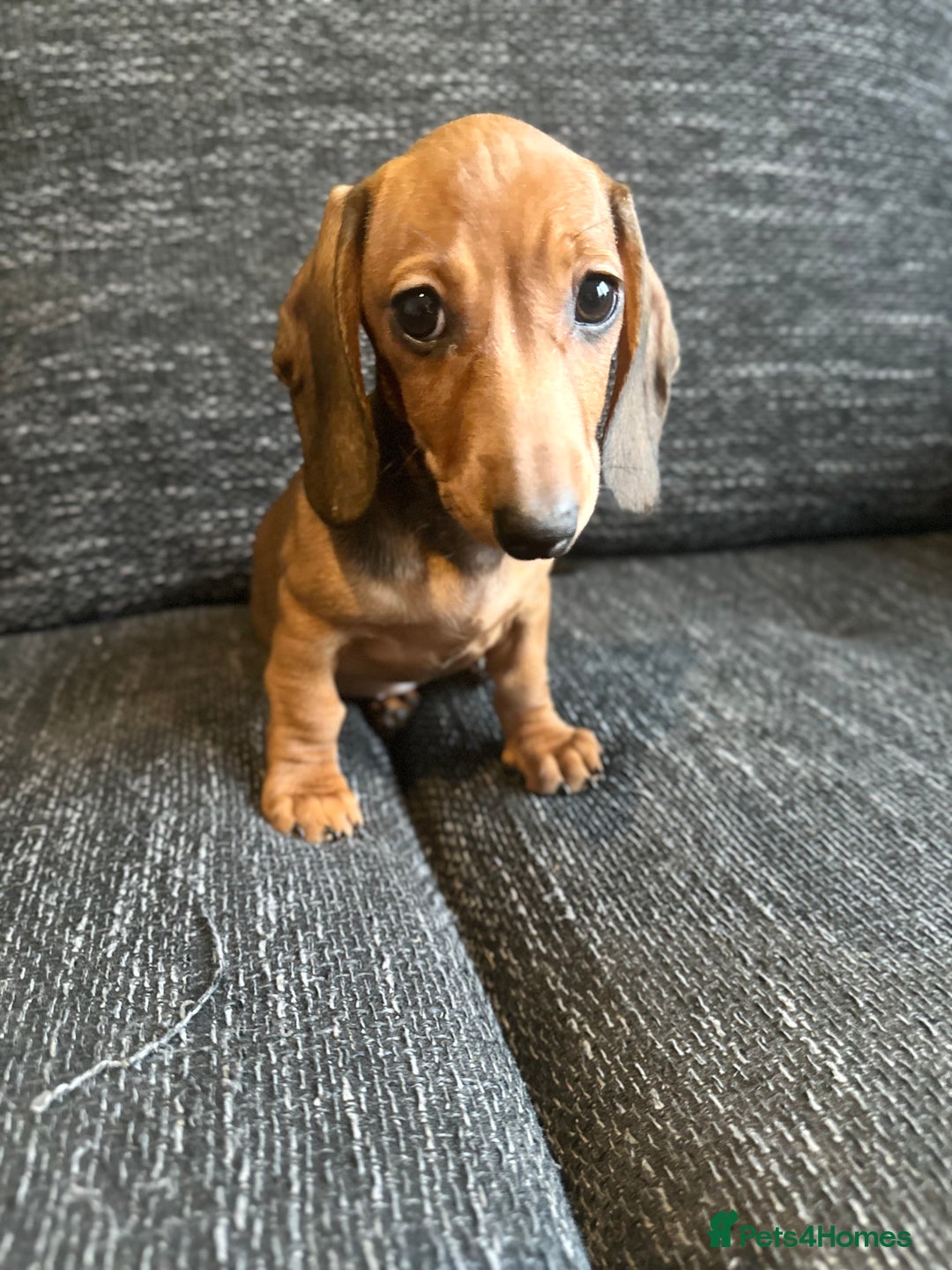 Miniature Dachshund dogs for sale: Miniature dachshunds girls  - Advert 1