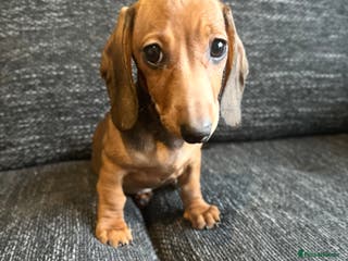 Miniature Dachshund dogs Miniature dachshunds girls - Advert 18