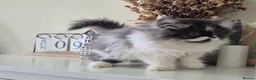 Persian cats for sale: Persian Long-Haired Male Kitten for a Loving Home - Advert 18
