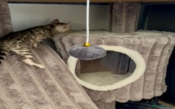 Bengal cats for sale: Exceptional Bengal Kittens- Rare Colours- TICA Reg - Image 16