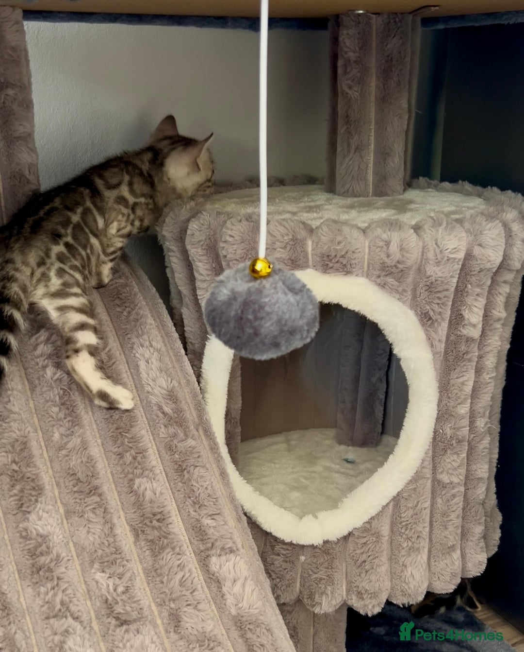 Bengal cats for sale: Exceptional Bengal Kittens- Rare Colours- TICA Reg - Image 16