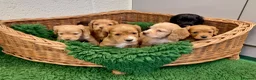 Cocker Spaniel dogs for sale: Cocker Spaniel puppies  - Advert 10