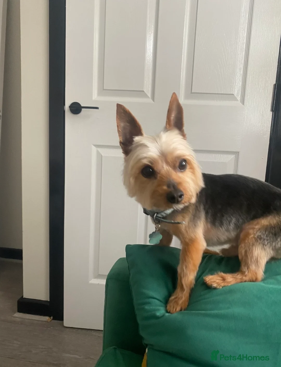 Yorkshire Terrier dogs for sale: Miniature Yorkshire terrier for sale  in Saint Helens - Advert 1