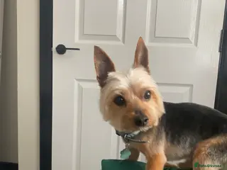 Yorkshire Terrier dogs Miniature Yorkshire terrier for sale - Advert 1