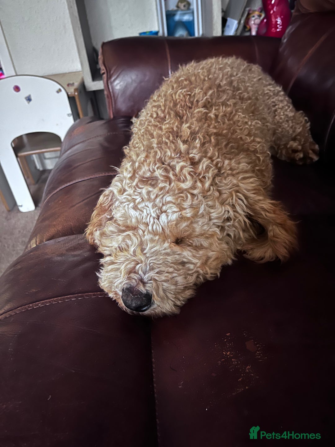 Poodle dogs for sale: Little red poodle  - Advert 3