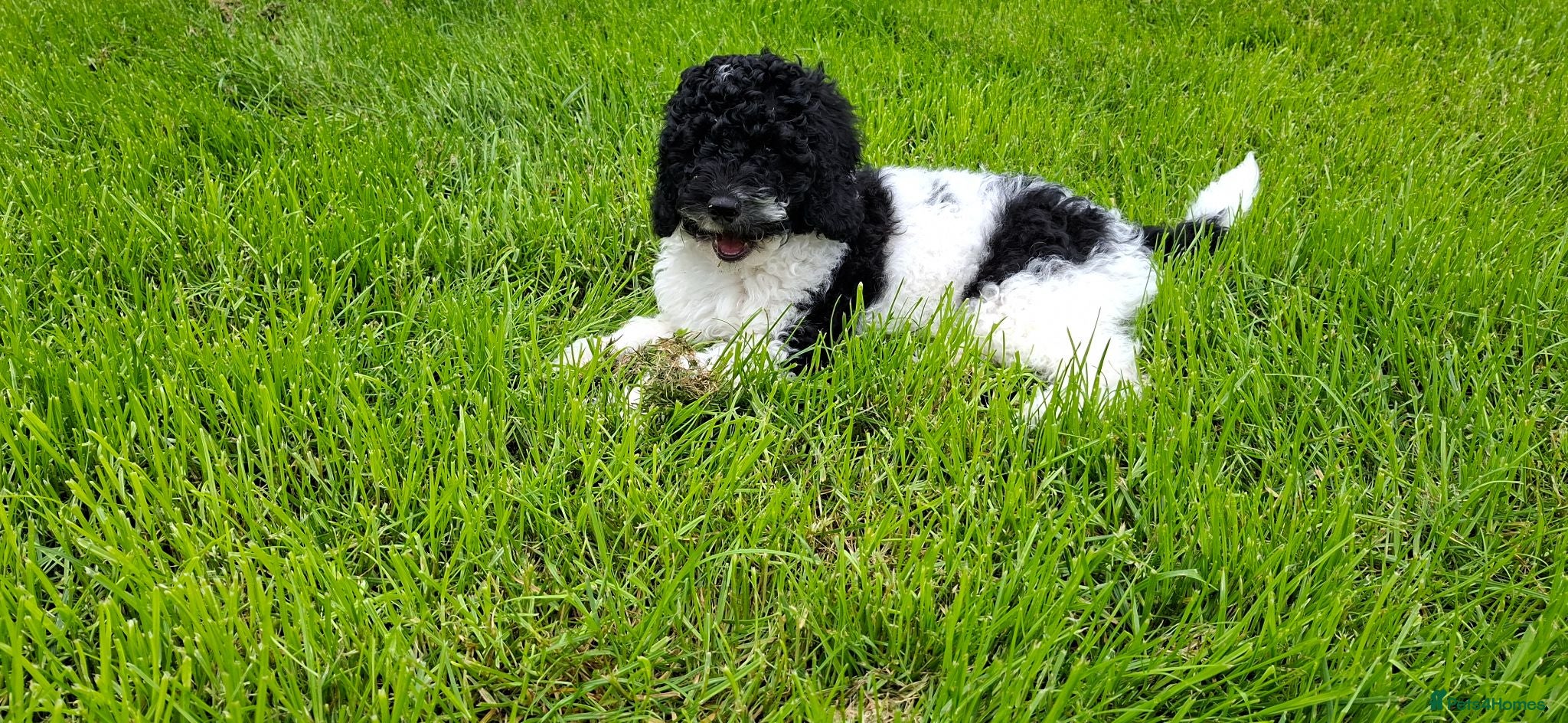 Cavapoo dogs LAST BOY VET CHECKED STUNNING F1B CAVAPOO   - Advert 2