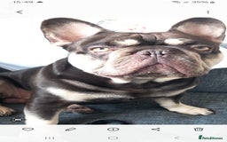 French Bulldog dogs for sale: French bulldogs  - Image 10