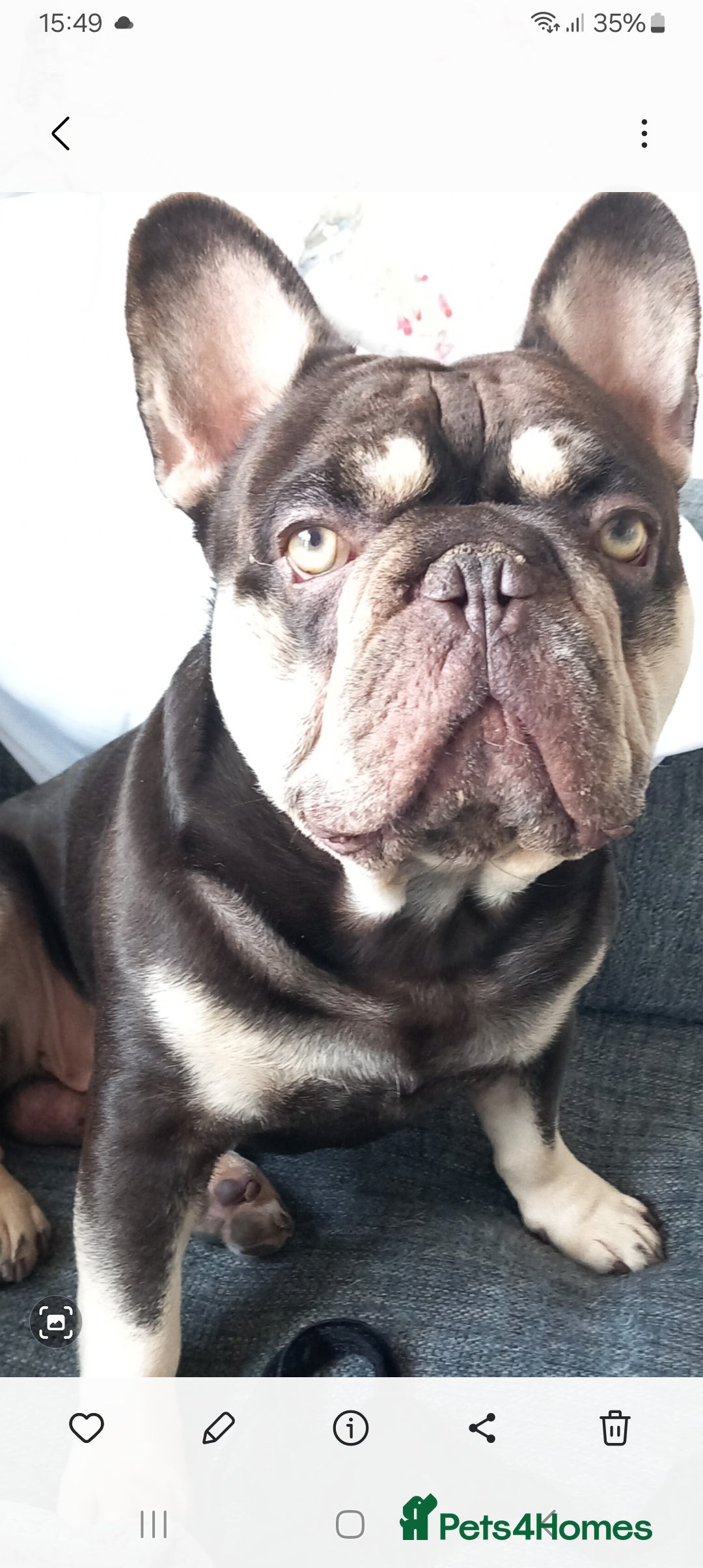 French Bulldog dogs for sale: French bulldogs  - Image 10