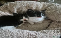 Mixed Breed cats for sale: Beautiful Kittens - Ready to leave - Image 10