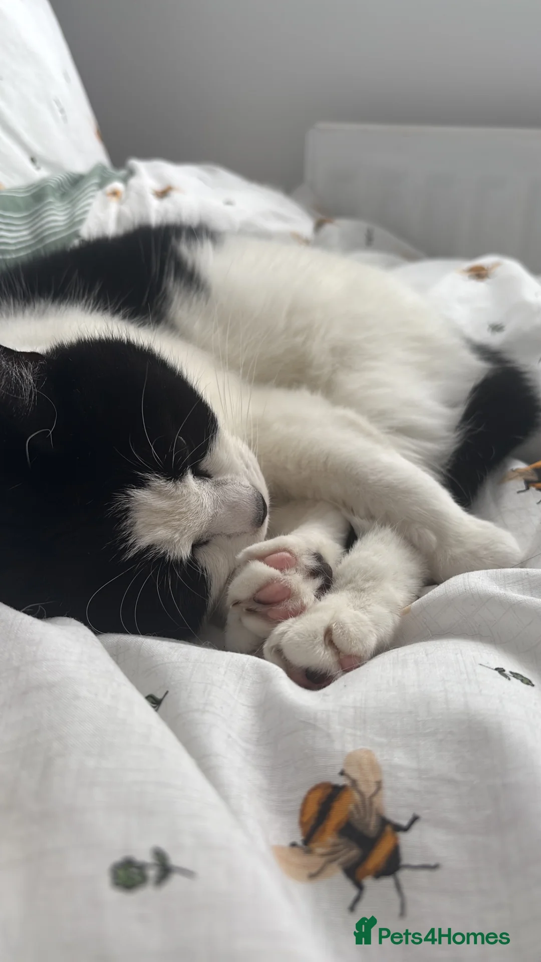 Mixed Breed cats for sale: Boo- Elderly girl - Advert 5