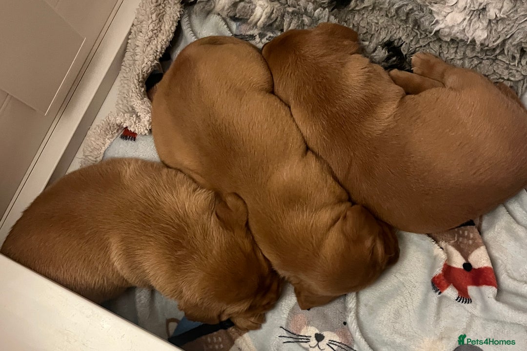 Labrador Retriever dogs for sale: KC Fox Red labradors - Advert 16