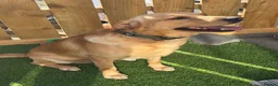 Labrador Retriever dogs for stud: Labrador stud (Proven) in Bedlington - Advert 3