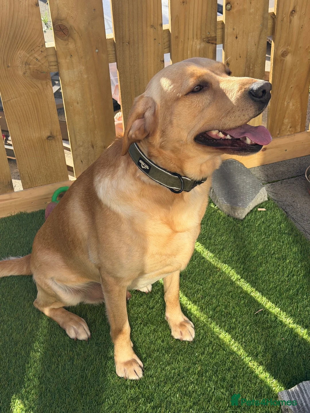 Labrador Retriever dogs for stud: Labrador stud (Proven) in Bedlington - Advert 3