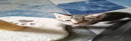 Bengal cats for sale: Male tabby kitten  - Advert 3
