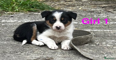 Border Collie dogs - Advert 3