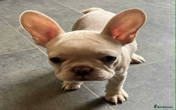 French Bulldog dogs for sale: Beautiful non kc female  - Image 18