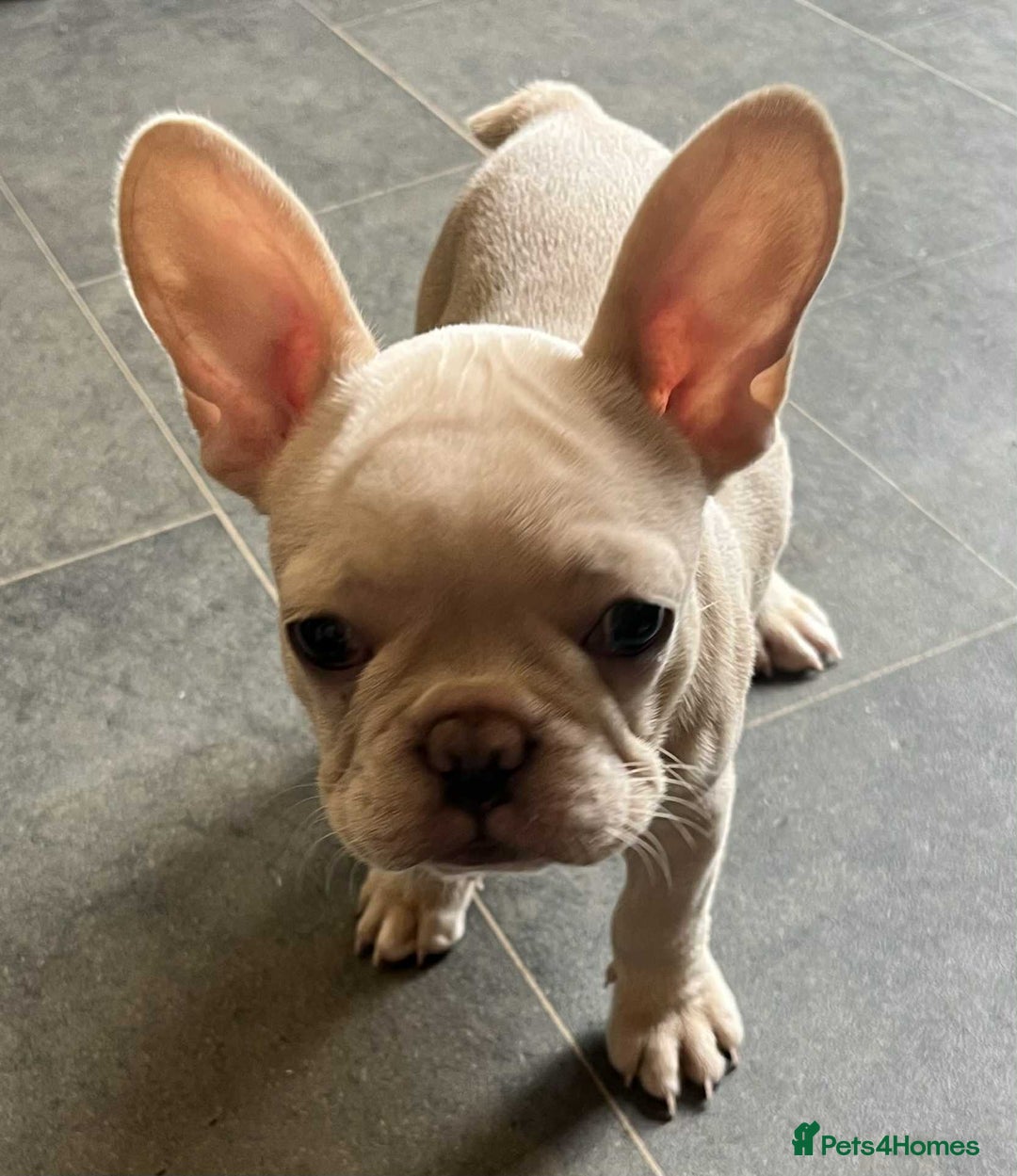 French Bulldog dogs for sale: Beautiful non kc female  - Image 18