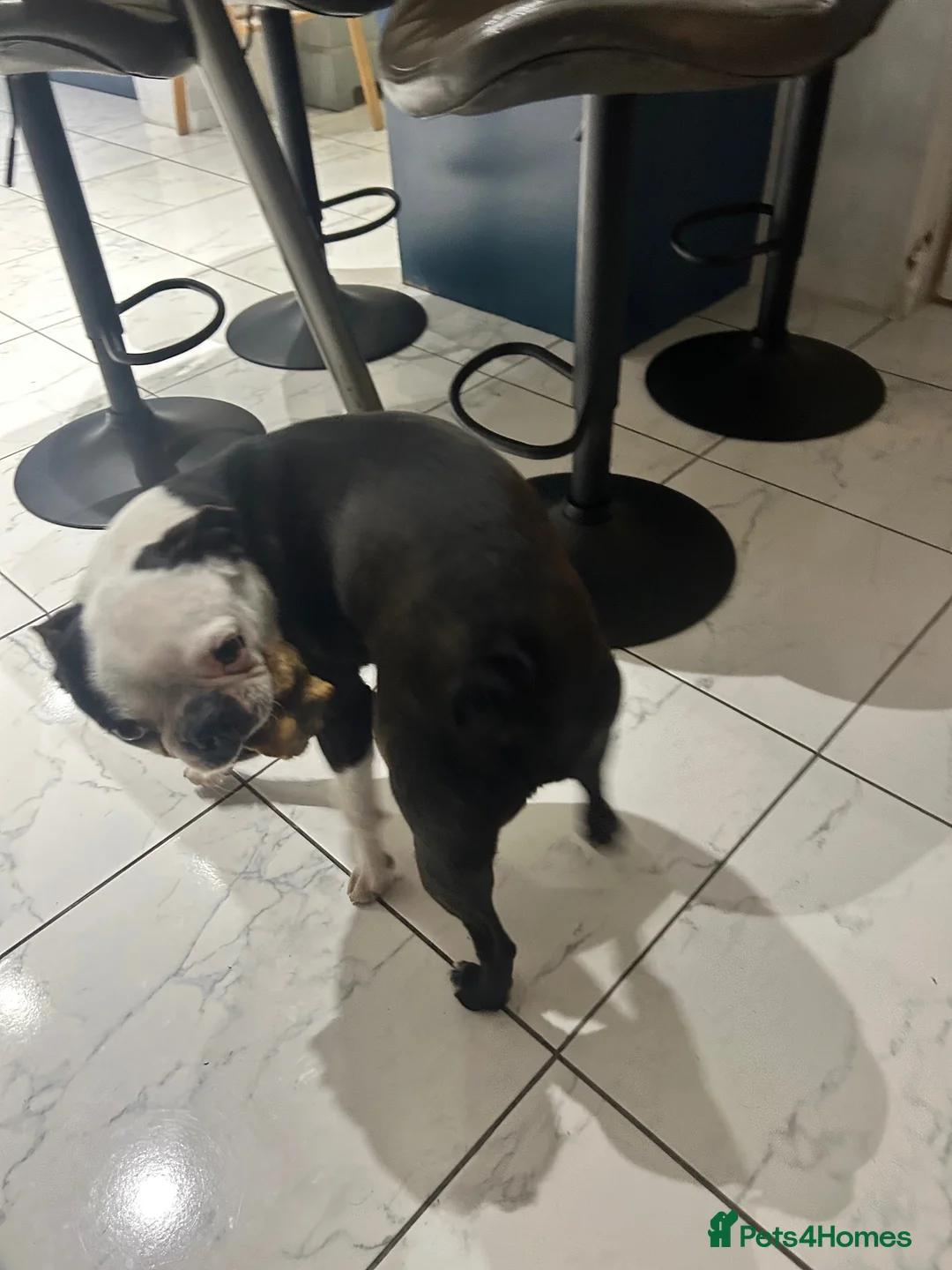 Boston Terrier dogs for sale: 3&5yr old Male&female neutered boston Terriers - Advert 2