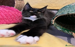 Maine Coon cats for sale: GCCF active / domestic Maine Coon  - Image 13
