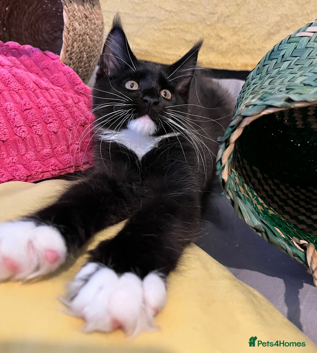 Maine Coon cats for sale: GCCF active / domestic Maine Coon  - Image 13