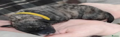 Lurcher 1