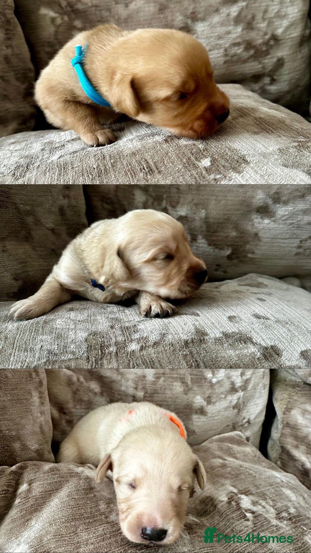 Mixed Breed dogs for sale: Beautiful litter of golden labradoodles - Image 26