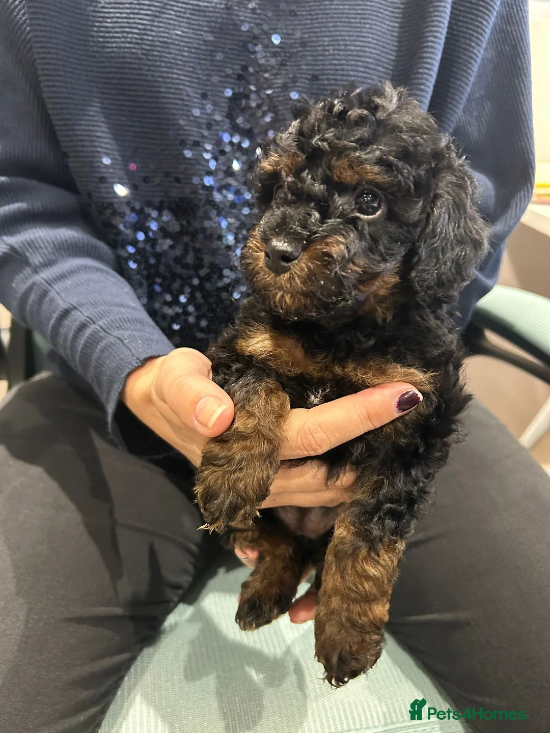 Goldendoodle dogs for sale: Mini Goldendoodles - Advert 11