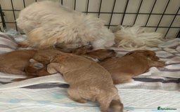 Maltipoo dogs for sale: Fully dna tested Maltipoos  - Image 17