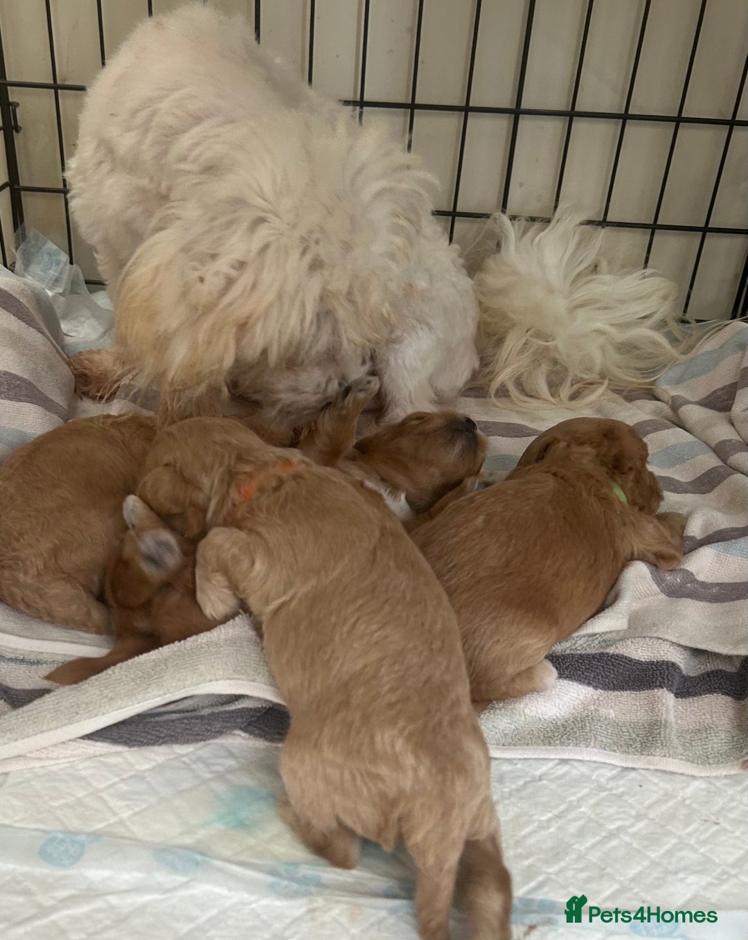 Maltipoo dogs for sale: Fully dna tested Maltipoos  - Image 17