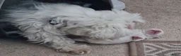 Maltese dogs for sale: EXQUISITE 5STAR TOY MINIATURE KOREAN MALTESE PUPPY - Advert 21