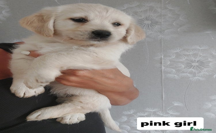 Labradoodle dogs - Advert 1