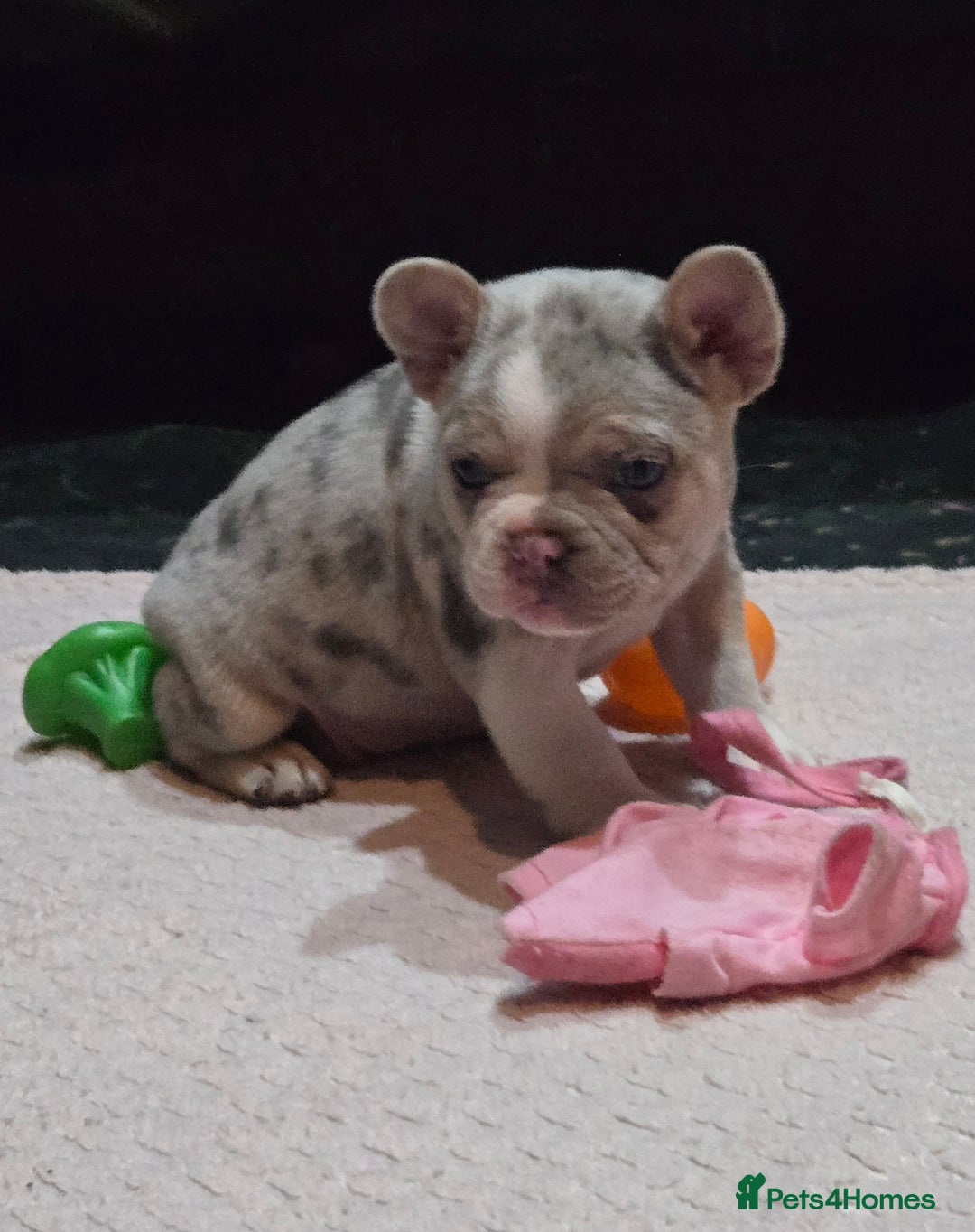 French Bulldog dogs for sale: French bulldog pups ready in 2 weeks - Advert 4