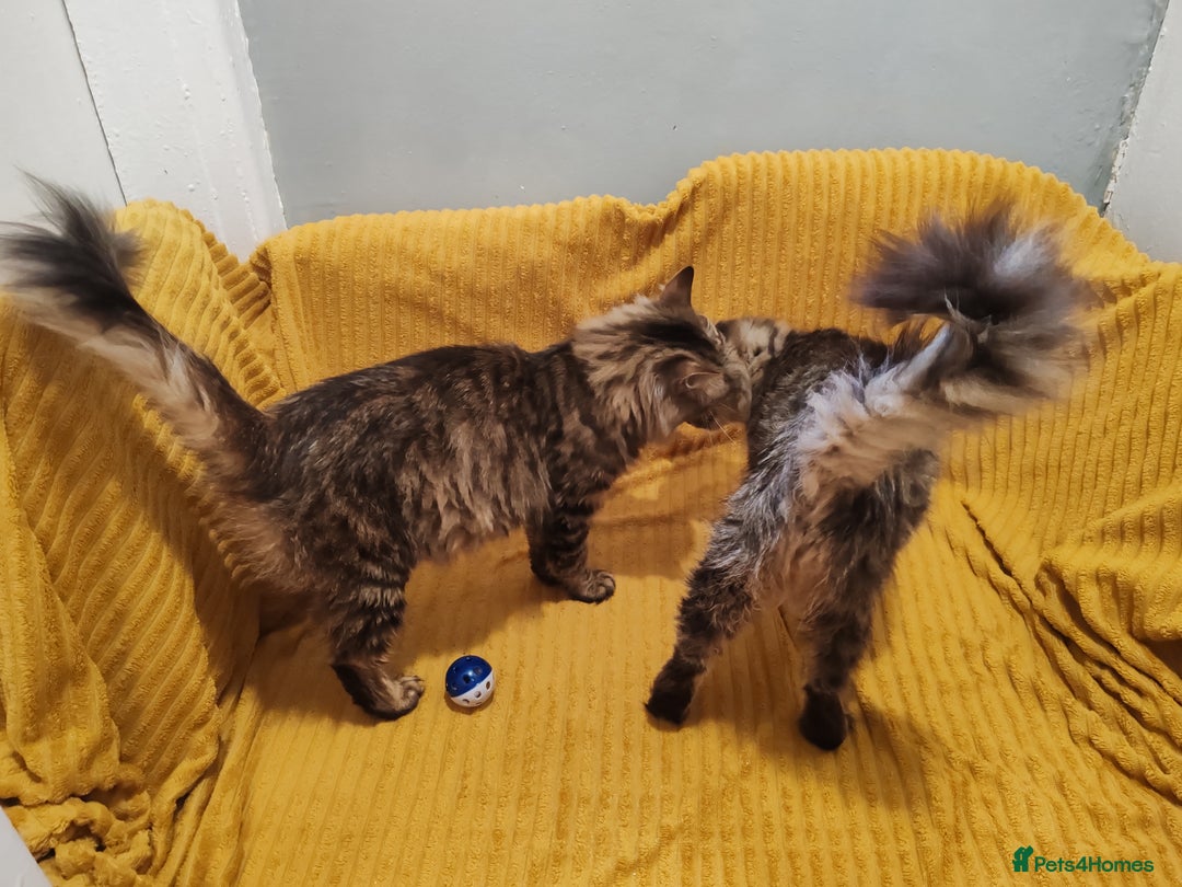 Mixed Breed cats for sale: Half Maine Coon kittens VIDEOS - Image 21