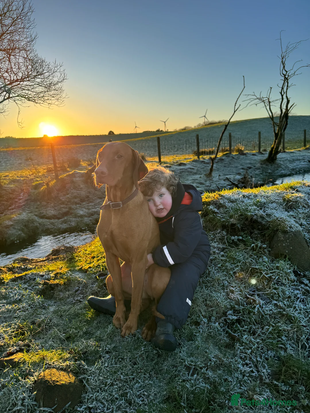 Hungarian Vizsla dogs for sale: Beautiful Hungarian vizsla puppies  in Lanark - Advert 5