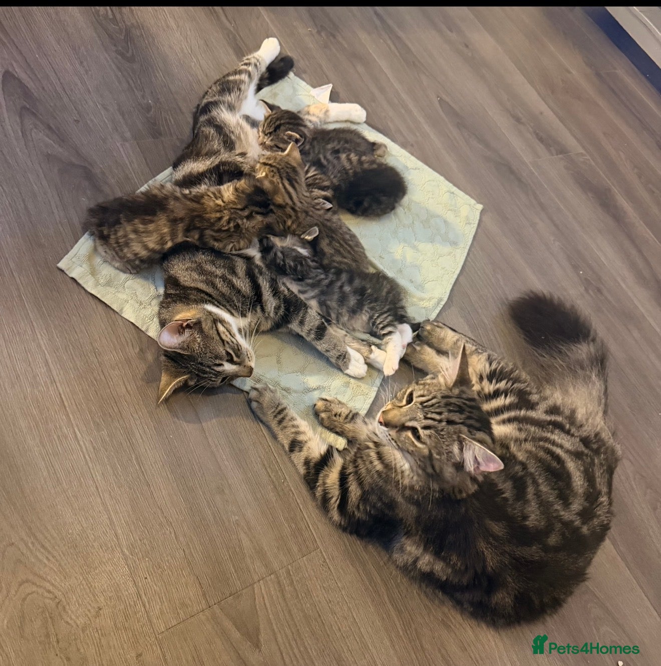 Mixed Breed cats 5 Beautiful Kittens Available Now !!  - Advert 18