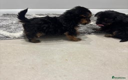 Yorkshire Terrier dogs for sale: Yorkshire terrier puppies  - Image 8