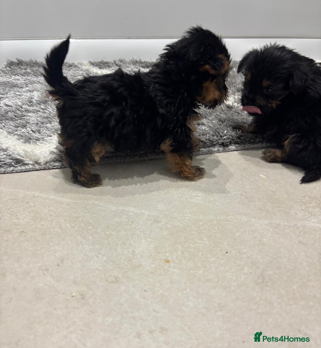 Yorkshire Terrier dogs for sale: Yorkshire terrier puppies  - Image 8