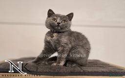British Shorthair cats for sale: ❗️❗️2 LEFT❗️❗️CHUNKY ADORABLE FLUFF BALLS in Ilkeston - Image 23