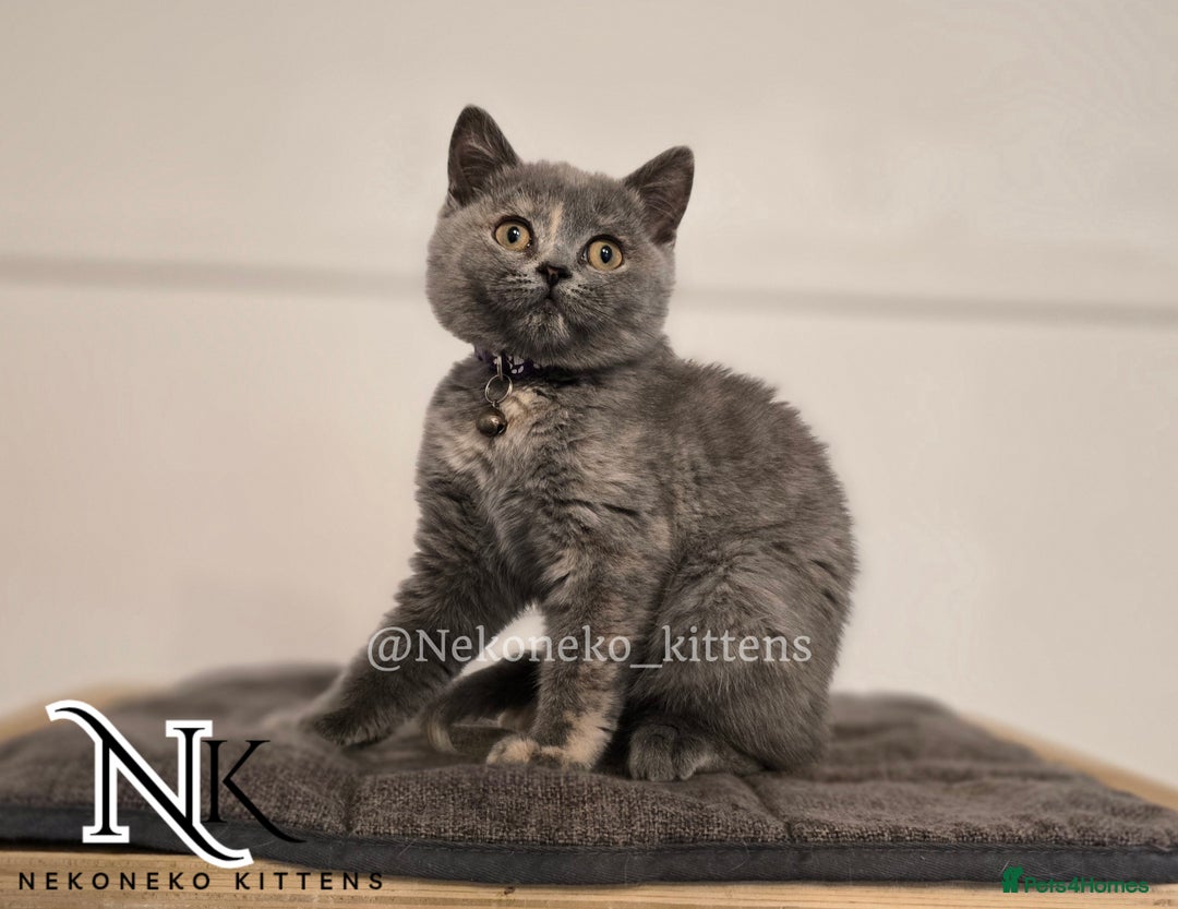 British Shorthair cats for sale: ❗️❗️2 LEFT❗️❗️CHUNKY ADORABLE FLUFF BALLS in Ilkeston - Image 23