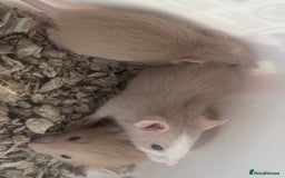 Rat rodents for sale: Baby dwarf rats  - Image 4