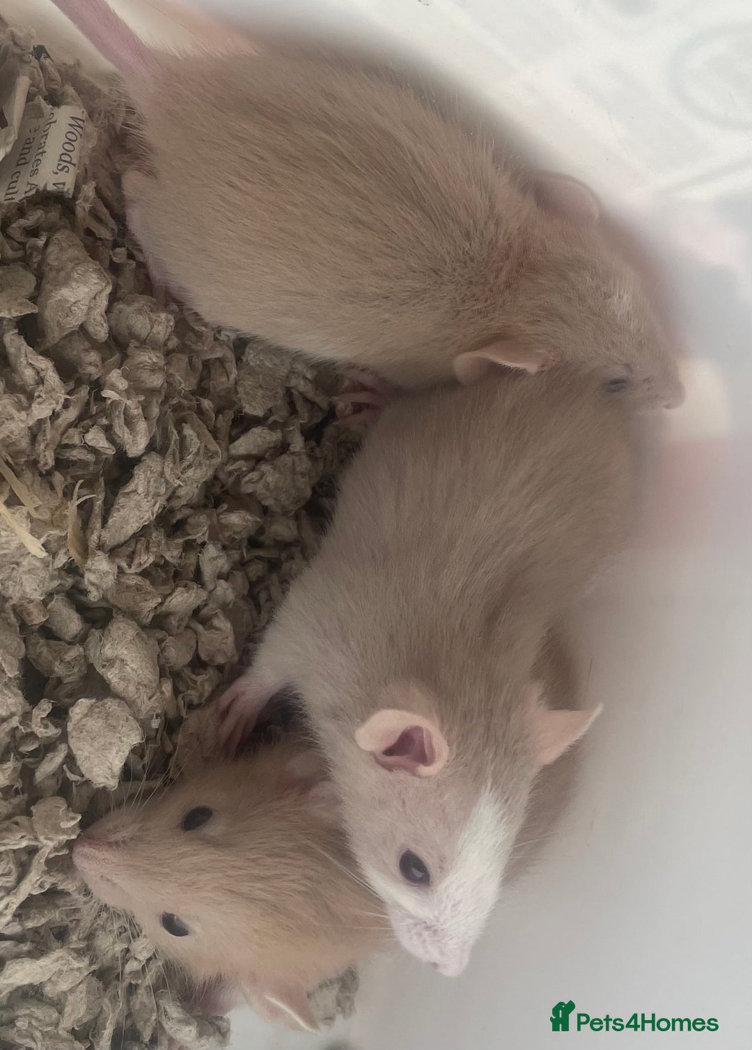 Rat rodents for sale: Baby dwarf rats  - Image 4