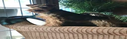 Welsh Terrier dogs for sale: Stunning litter of Welsh terrier puppies  - Advert 15
