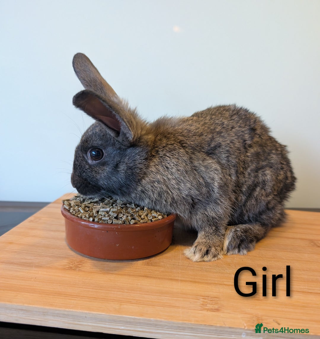Mixed Breed rabbits for sale: Lots of bunnies for sale  - Image 4