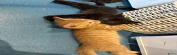 Mixed Breed cats for sale: Kittens  - Advert 5