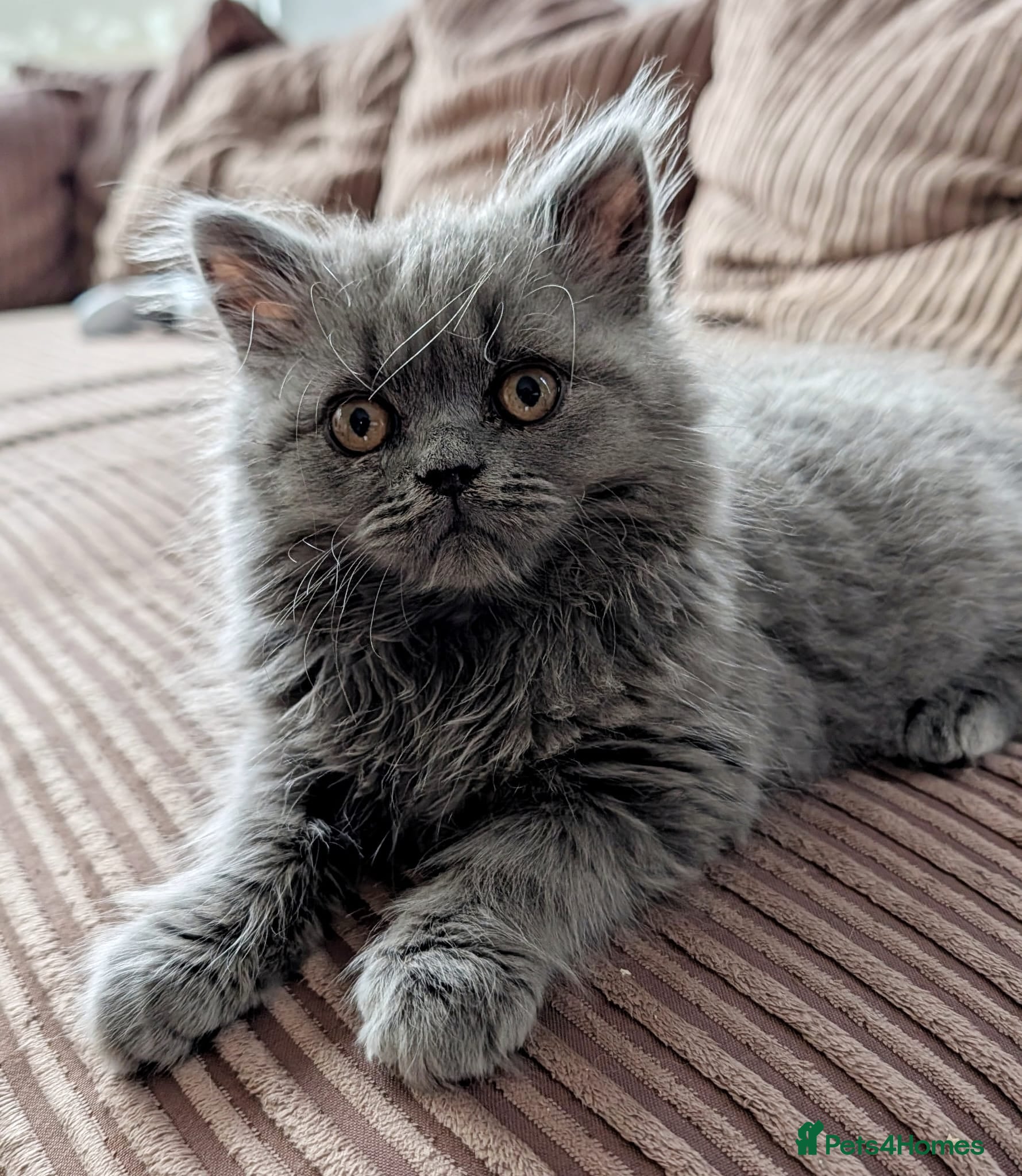 British Shorthair cats Beautiful British Shorthair kittens - parents GCCF - Advert 1