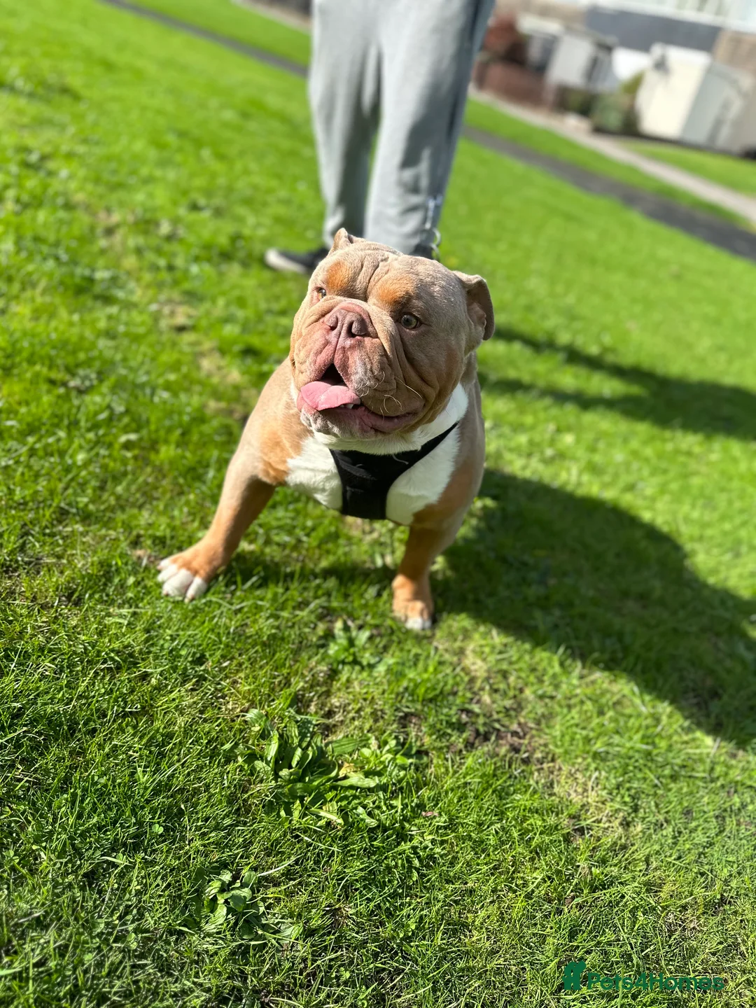 English Bulldog dogs for stud: KC fluffy and curly coat carrier bulldog stud  in Birmingham - Advert 6